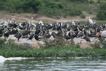 Birds Along the Kazinga Channel