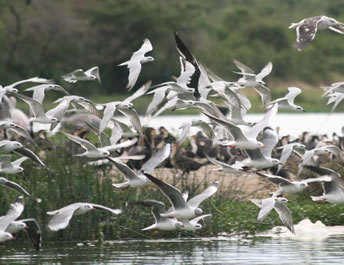 Birds at the Kazinga Channel