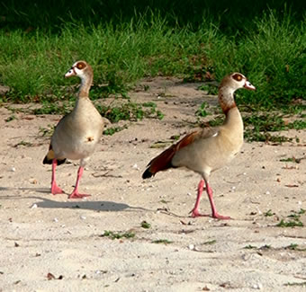 Birds Found on a Safari in Lake Mburo National Park