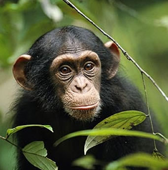 Chimpanzee in Kibale Forest