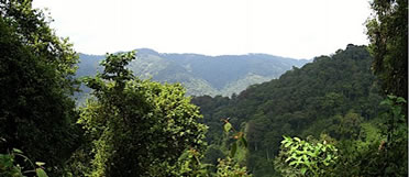 Gorilla Forest in Uganda