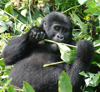 Mountain Gorilla in Bwindi