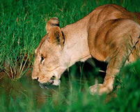 Lion - Favourite to Wildlife Safari Enthusiasts