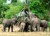 Elephants - Favourite to Uganda Big Five Safari Enthusiasts
