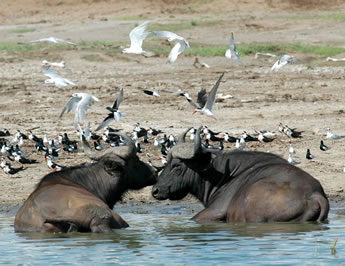 Buffaloes Found on a Game Viewing Safari along the Kazinga Channel